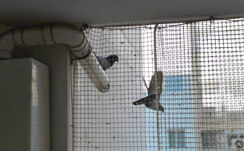 Dvě holuby létají u ochranné sítě na balkóně.