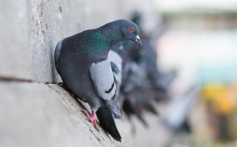 Pigeon on ledge