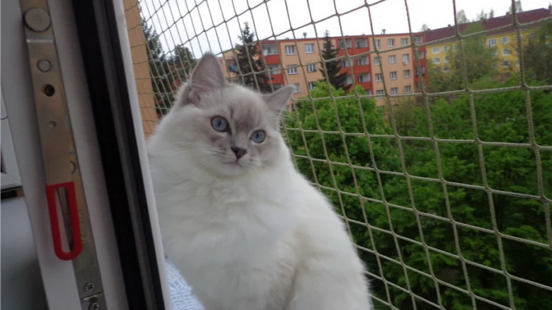 Kočka sedí na balkóně za nainstalovanou bezpečnostní sítí.
