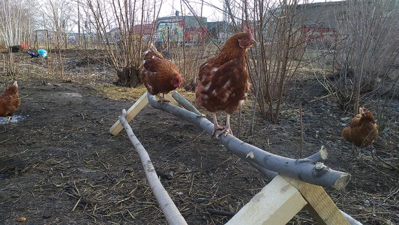 Hnědé slepice na dřevěném hnízdění v zahradním výběhu.